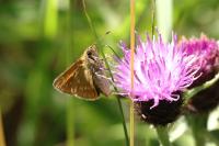 Ochlodes sylvanus