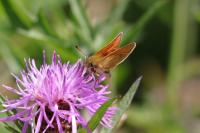 Thymelicus lineola