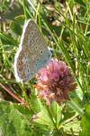 Polyommatus icarus