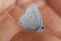 Cupido minimus