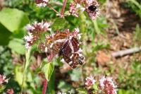 Araschnia levana