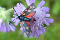 Zygaena ephialtes