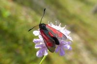 Zygaena minos/purpuralis