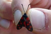 Zygaena transalpina