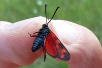 Zygaena transalpina