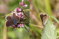 Aricia agestis