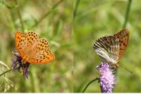 Argynnis paphia