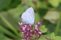 Celastrina argiolus