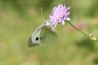Pieris brassicae