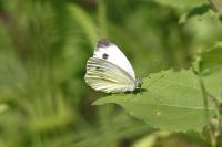 Pieris rapae