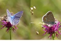 Polyommatus icarus
