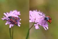 Zygaena filipendulae