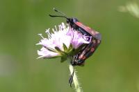 Zygaena transalpina
