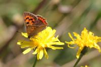 Lycaena phlaeas