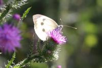 Pieris brassicae