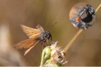 Thymelicus sylvestris