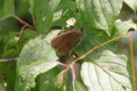 Aphantopus hyperantus