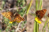 Boloria dia