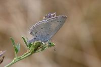 Celastrina argiolus