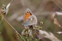 Coenonympha pamphilus