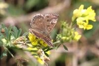 Erynnis tages