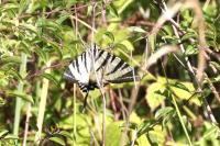 Iphiclides podalirius