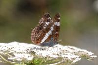 Limenitis camilla
