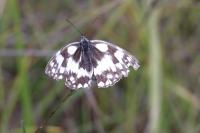 Melanargia galathea