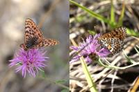 Melitaea didyma