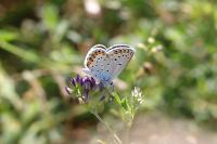 Plebejus argyrognomon