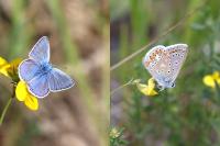 Polyommatus icarus