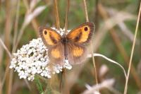 Pyronia tithonus