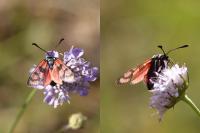 Zygaena carniolica