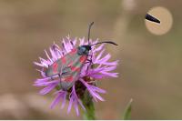 Zygaena transalpina