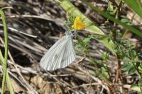 Leptidea