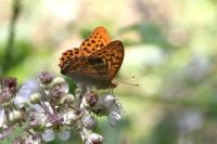 Argynnis paphia