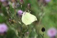Gonepteryx rhamni