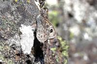 Lasiommata megera