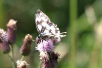 Melanargia galathea