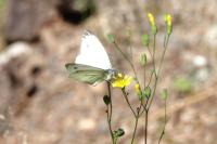 Pieris napi