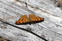 Polygonia c-album