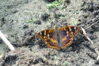Apatura ilia ilia