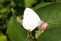 Celastrina argiolus