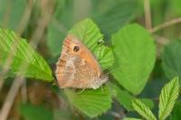 Pyronia tithonus