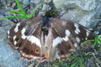 Apatura iris