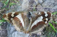 Apatura iris