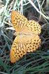Argynnis paphia