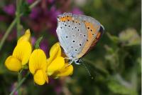 Lycaena dispar