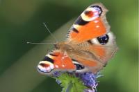 Aglais io
