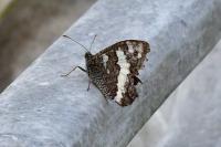 Brintesia circe